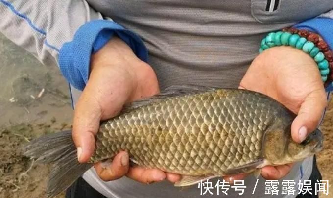 藏鱼|五分钟告别“空军”,春钓大板鲫就数这钓法才最狠,十人用九人爽