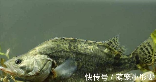 堪称中国最好吃的5种鱼类，若你全都吃过，请允许我叫你声好汉！