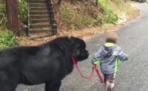 2岁宝宝生气离家出走,出走时还不忘牵着宠物狗,路人哭笑不得