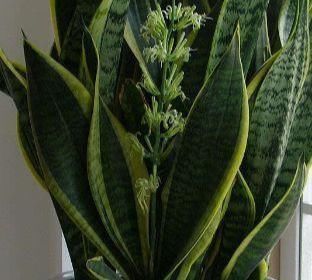 这三种绿植最适合忙人养,不用照顾的太好,自己就能蹭蹭长不停