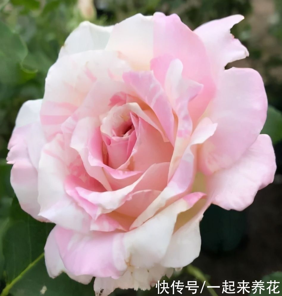 月季品种“千层饼”河本家条纹月季,淡粉色,微香味