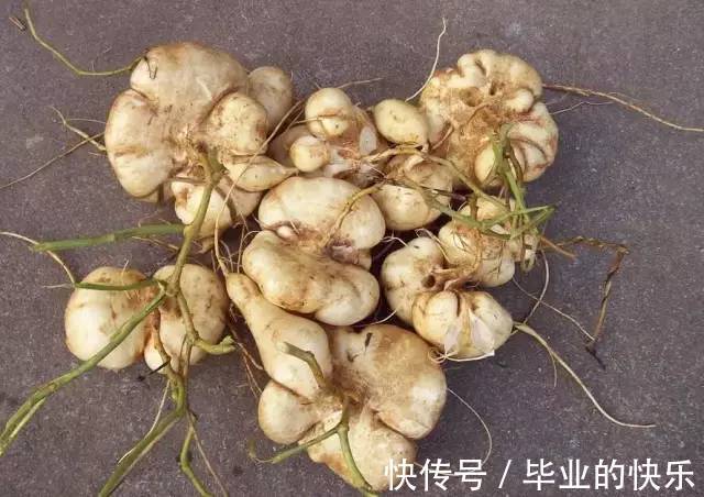葛薯|梧州这种土货正大量上市!你有多少年都没吃过了?