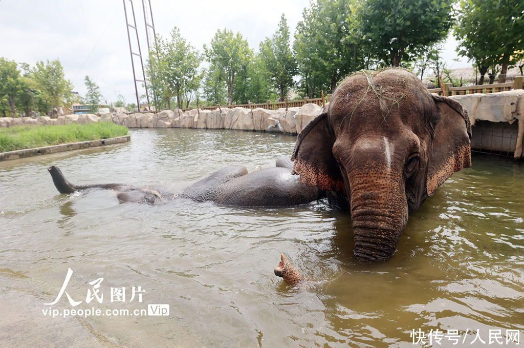 大象|为大象“修脚美甲”