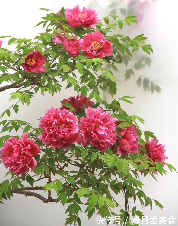 牡丹花|家有五树,儿孙都富!有院子建议栽5种树,看花,收果,寓意吉利