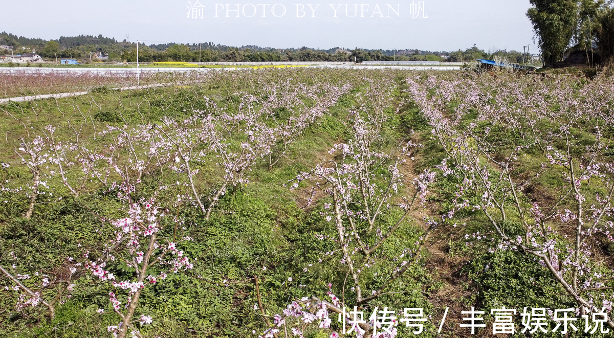 桃子|潼南赏花地图郭坡村的桃花开了，工作人员却说桃子熟了来随便吃