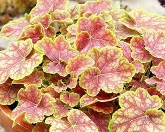 此款植物最耐寒,适合秋冬养殖,花艳易爆盆,开花一簇一簇,超美