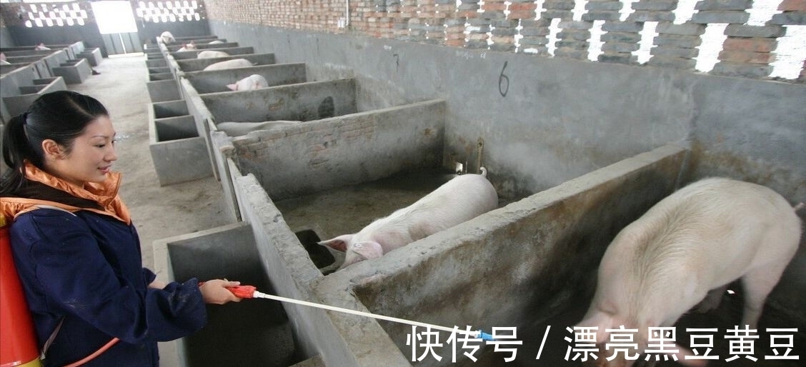 病毒性|流行性腹泻猪一般要几天?猪病毒性腹泻一般几天会好?一定这样做