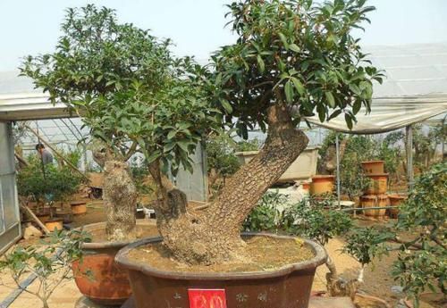 如何把桂花培育成老桩盆景学会嫁接、管理,身价翻倍不难