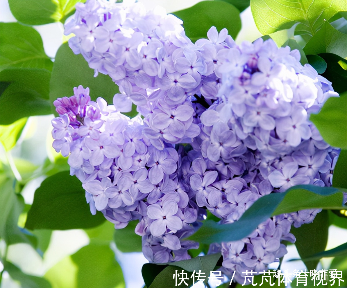 提醒：这12种“漂亮花”，不适合养在室内，别不当回事