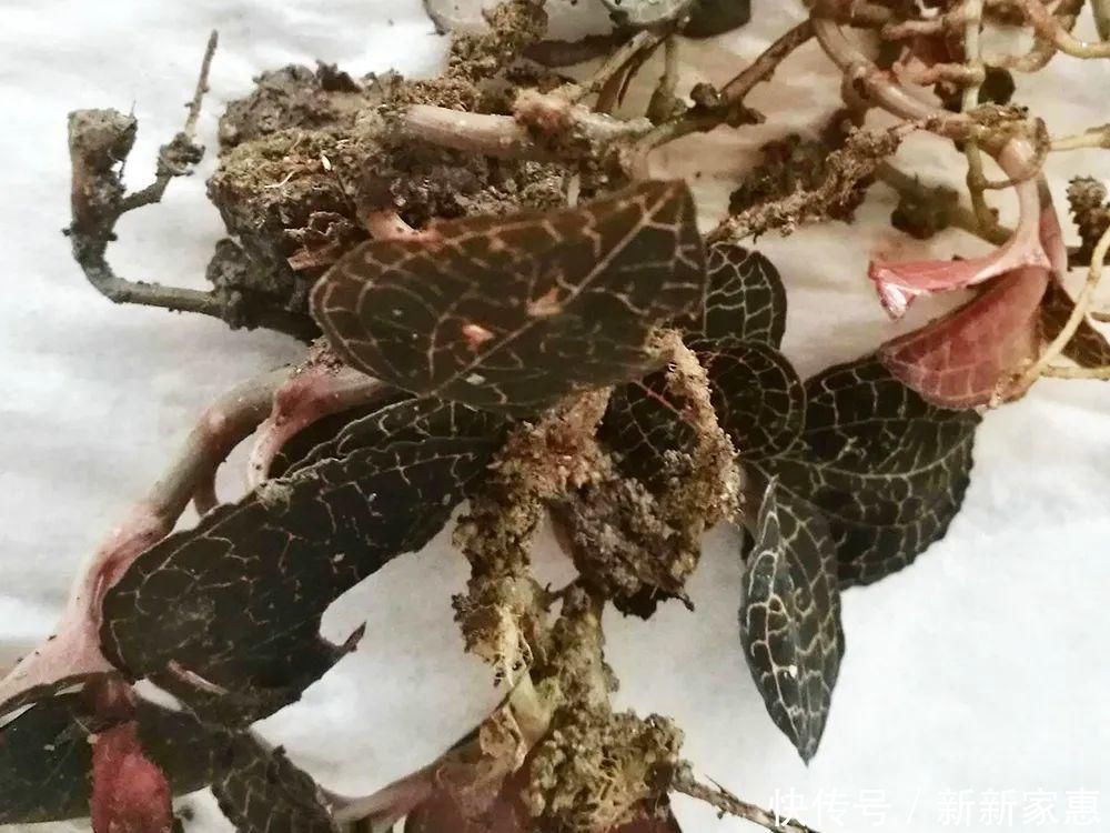 黄金|此草一斤上千元，在民间被誉为“草中黄金”，真有那么神奇吗？