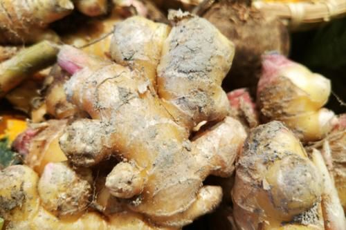 保存生姜很简单，姜农分享2个窍门，放一年不长芽，新鲜又饱满