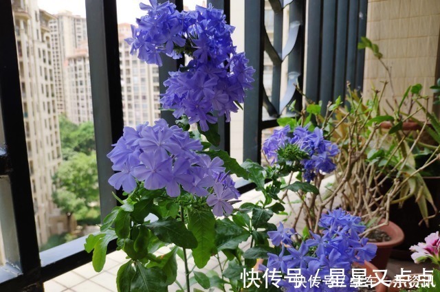 根系|5个养花好习惯，学会了，啥花都能养爆盆！5个养花好习惯，学会了，啥花都能养爆盆！