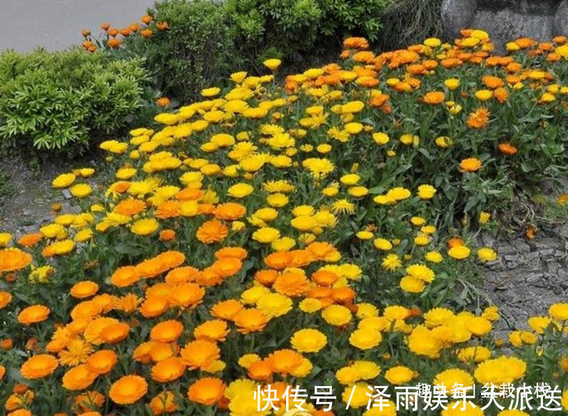 被忽视的一种花,花朵鲜艳,还能吃,药用价值也不低