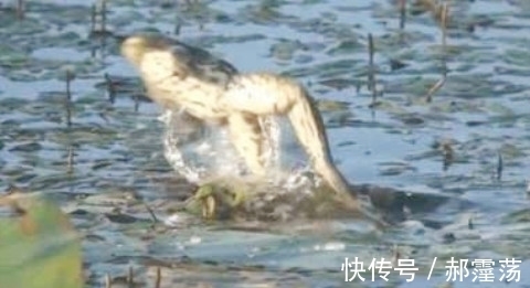 男子用活鼠去垂钓,既然被这大物给盯上了,可把他给乐坏了