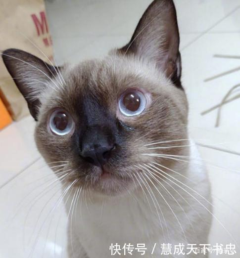 暹罗和黑猫生出来