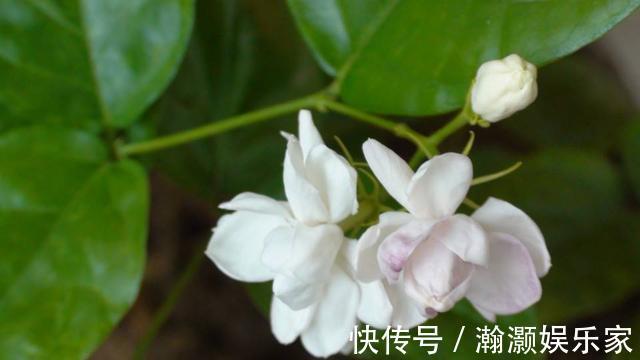 花期|茉莉花“花期”150天,学会这2个“养花窍门”,你也能轻松做到!