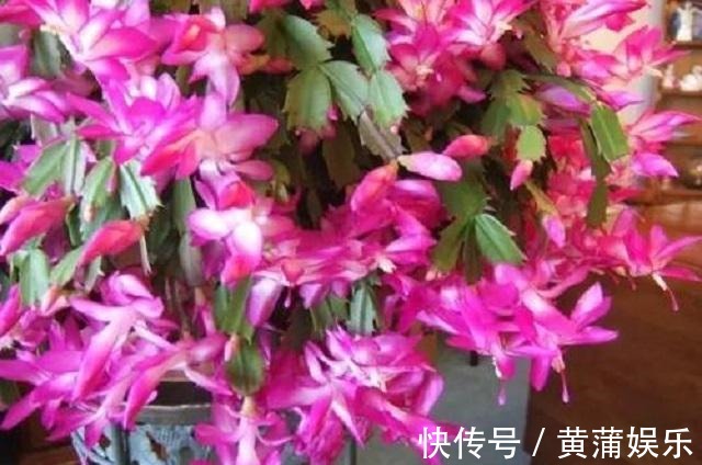 花友|蟹爪兰烂根叶发黄，盆底藏玄机，很多花友常疏忽，1年花卉成白养