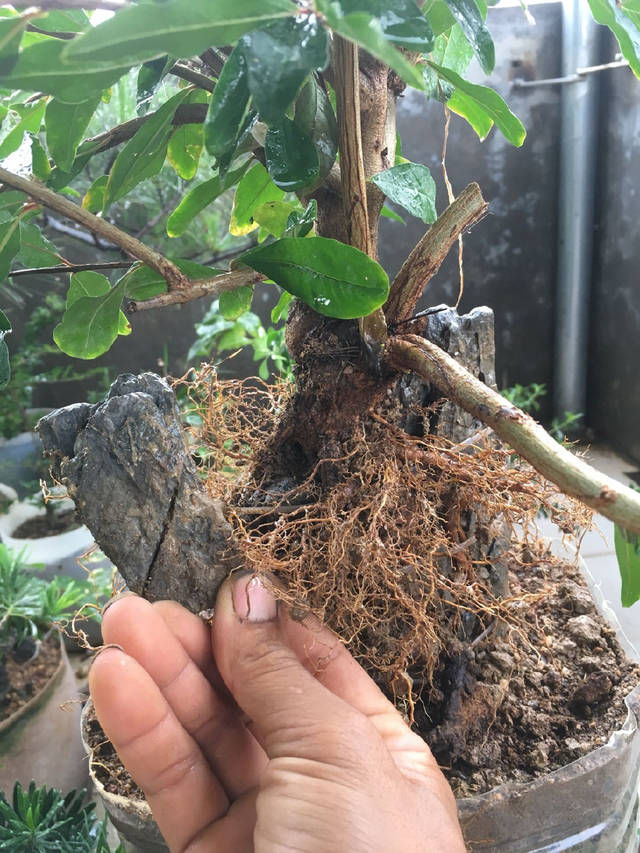 石榴盆景提根改造,图说石榴附石盆景的改造过程