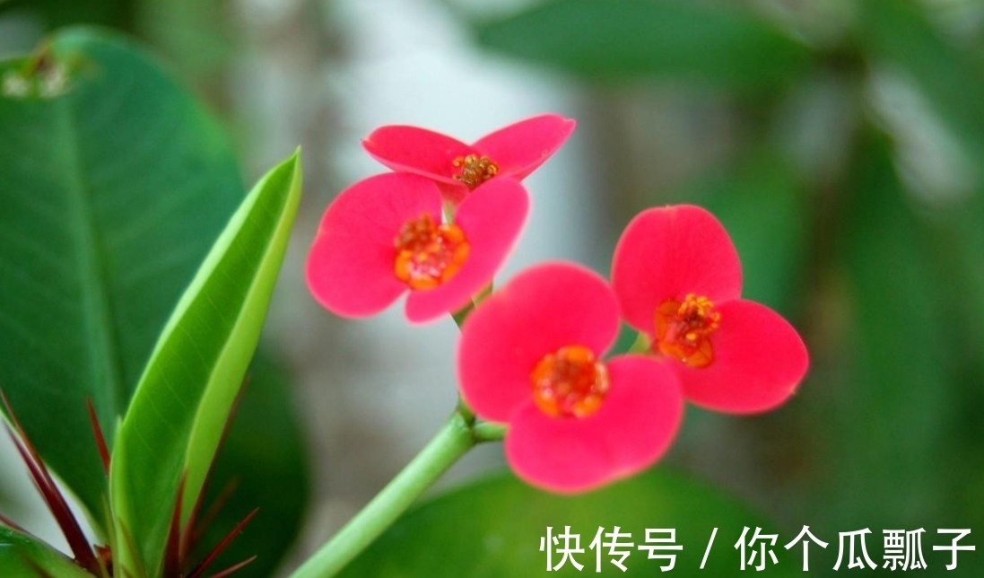 养花|家里养花要远离几种,虽然漂亮但是有毒,不能随意触碰