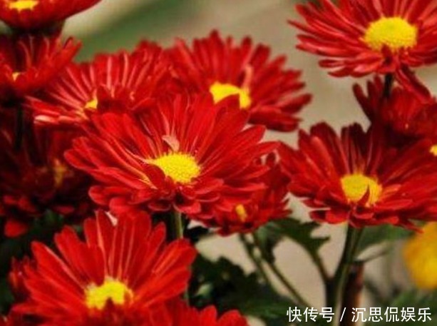 小红菊|新手养花,不如养盆花中精品“小红菊”,花色红艳似火