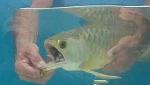 回到|小伙高价买一条金龙鱼回到家中金龙鱼一张口小伙高兴的大喊赚了