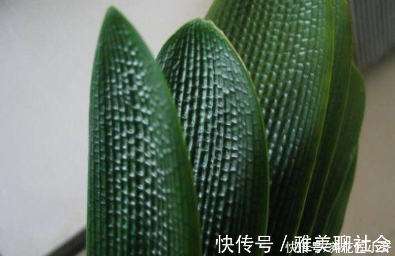 叶片|君子兰叶子残缺长“疤”,平时管住手,做好3点,养出“大扇面”