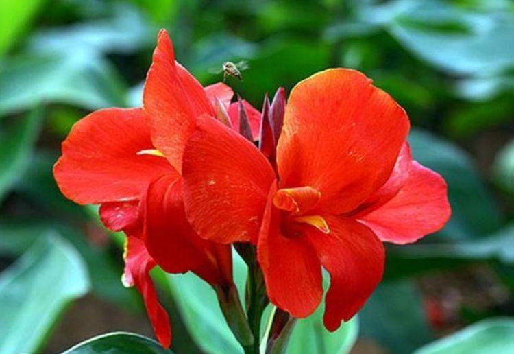 生命力超顽强的几种花卉,常年绿油油的,对待新手很友好