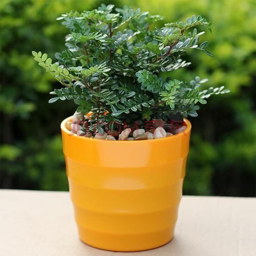 越少浇水越长得好,它特耐旱可30天不浇水,盆栽在家十分好养