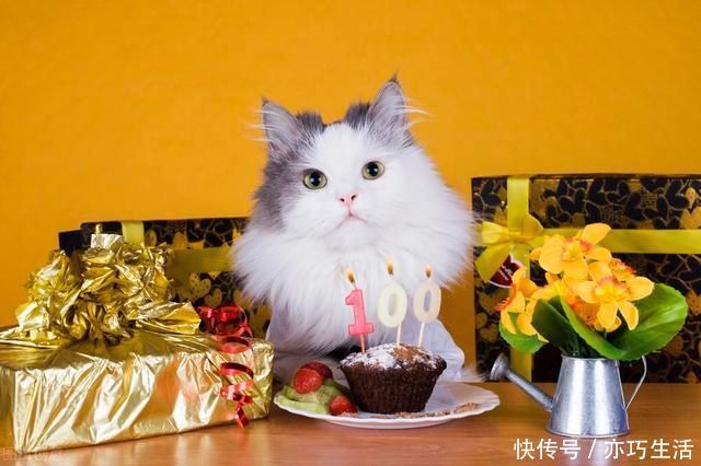 猫中毒喂什么快速解毒