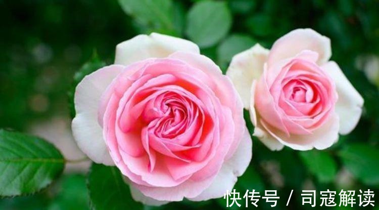 这种花很耐养,沾土就能活,谁见了都喜欢,花朵漂亮,花开旺!