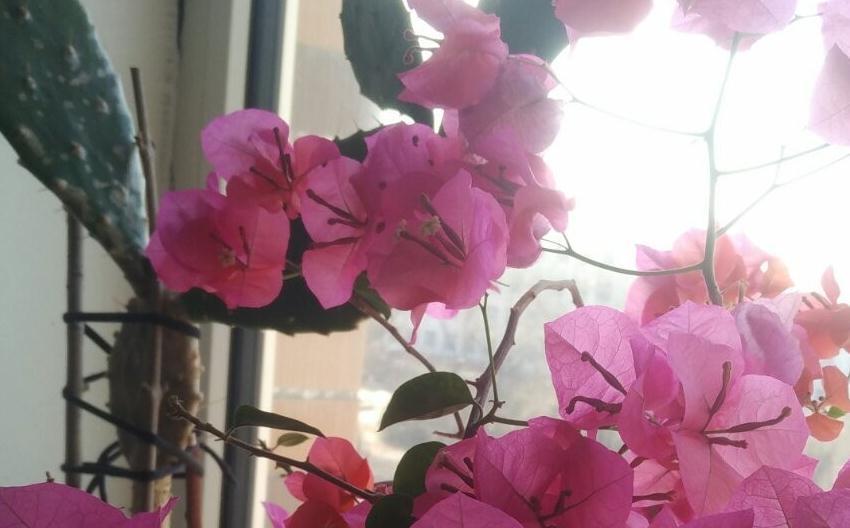 3种花要狠晒太阳，越晒开花越旺，更适合懒人养