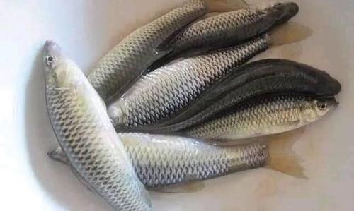 在农村有“新四大家鱼”令钓鱼人“难受”,你认识几种呢