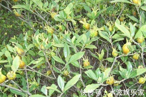 黄栀子|晚上睡不着此物泡水喝，轻松入睡，打雷都吵不醒