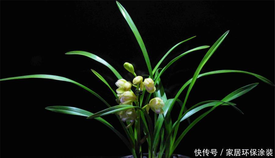 兰花|夏天养兰花，学会3个巧办法，叶子翠绿长势好，冬天猛开花