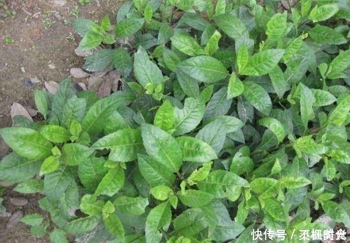 农村|提个醒：农村路边若见此野菜，随手摘点带回家，好处不请自来