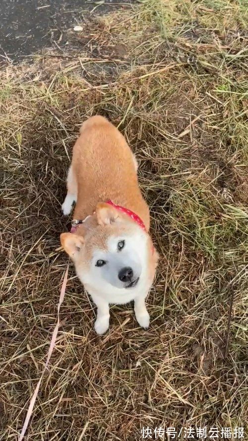 注册|腾讯成功注册“狗头”表情包商标，柴犬本尊刚过16岁生日，曾经被主人弃养