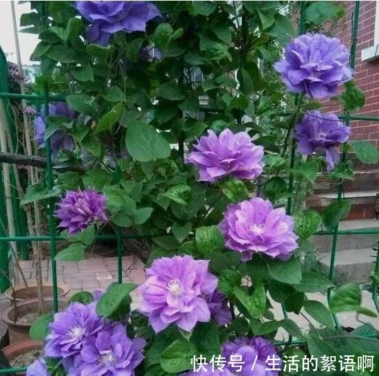 奶奶家的小院,养了2棵花,三年之后,朋友都专门去欣赏,太好看!