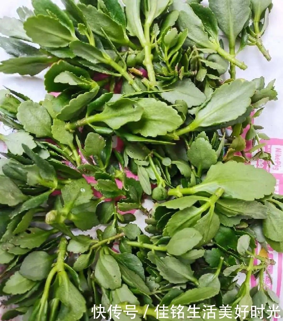 8种花夏天太容易死,现在赶紧扦插,死了也不心疼