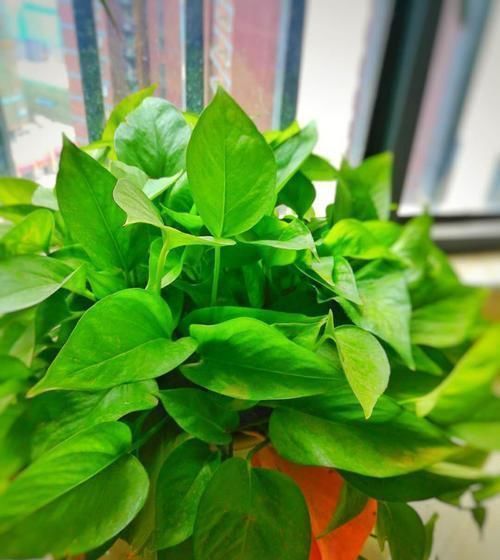小花|天一热,浇花的时候,2种“水”别浇,浇后就黄叶,啥花都养不活