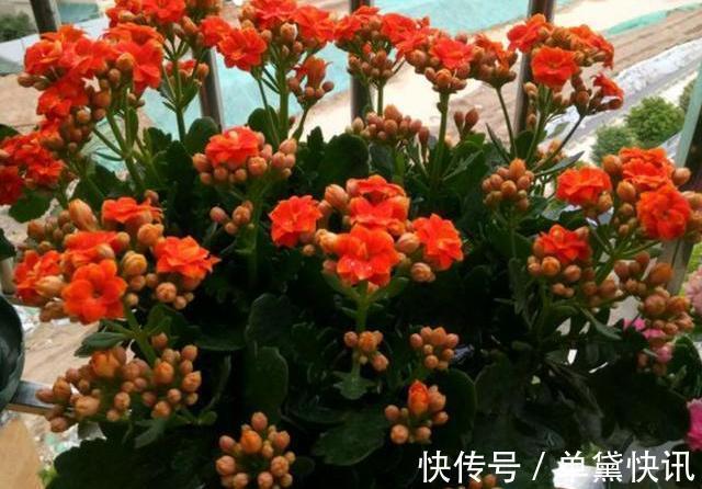 长寿花秋季剃个“大光头”，枝干变粗，侧芽爆满，开花几百朵