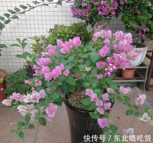 三角梅不发新枝开花少,“喂个小药片”,株型庞大,开花多