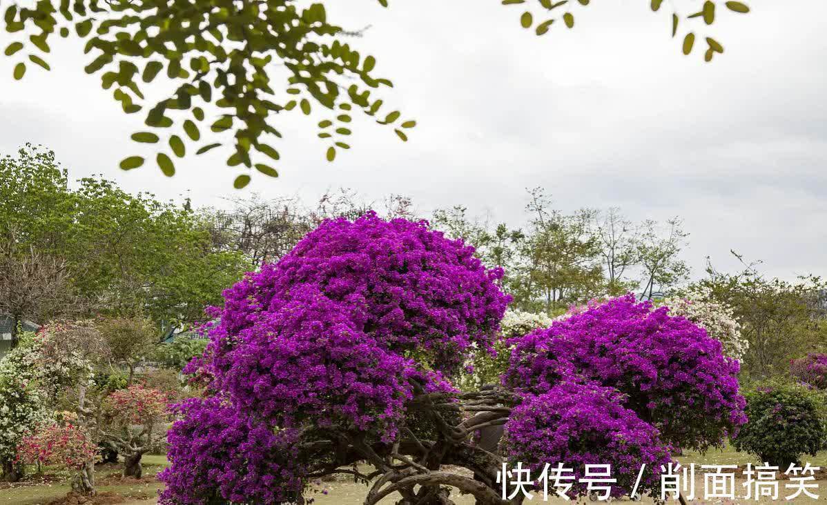 初秋三角梅还不开花，做好这四点，开成大花球也不难