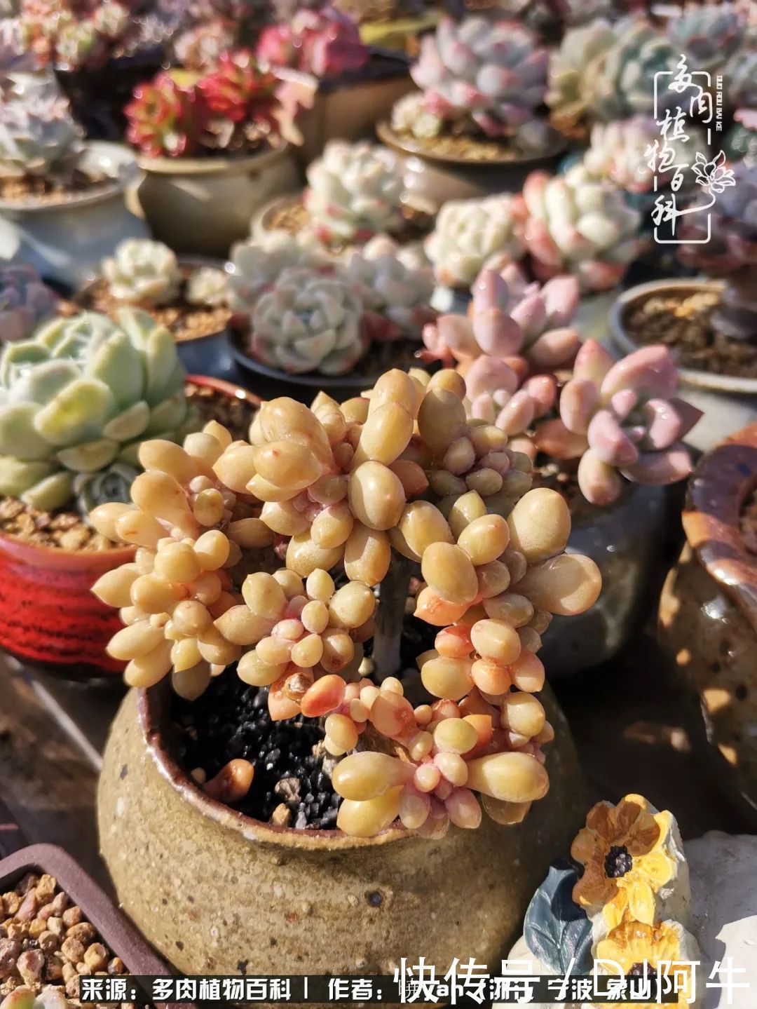 入多肉坑八年,始于初心,一切但求无愧于心