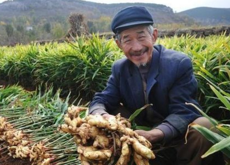 “三蛇闹春,十鼠抢粮,十一牛耕田”,那么2021年是丰收年吗