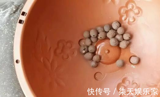 4种花爱“吃土”，1年不换盆，盆里全是根不见土，换盆才能长好