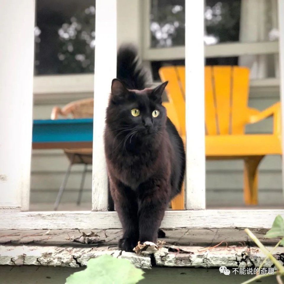 |拳拳到肉,情节可紧张可搞笑,美国夫妻将家猫放进各式电影超有趣