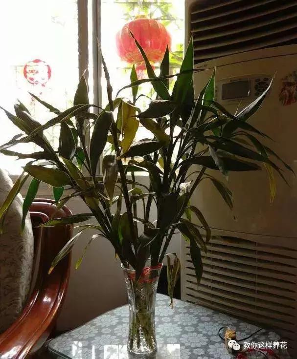 养花|养花要注意3种风，不能乱吹，新手不可不知！