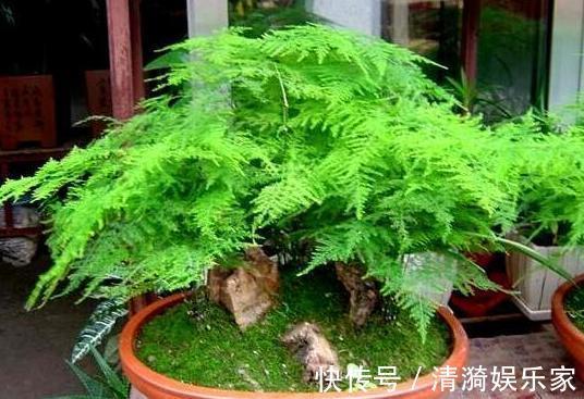 土壤|这10种花夏天“晒不得”，一见强光就黄叶，赶紧搬回家