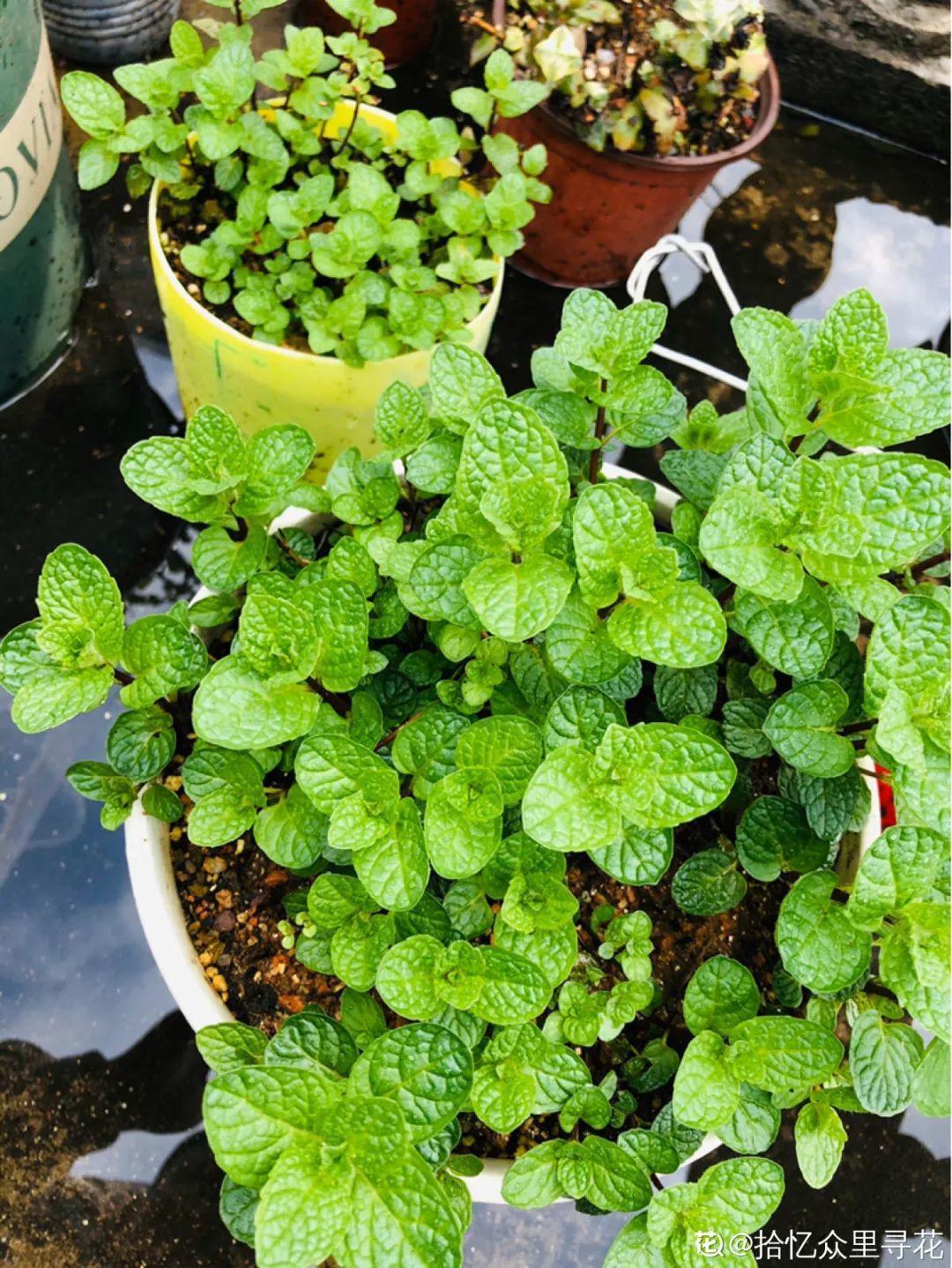 折腾不死的25种花，咋养都爆盆，家里必须养！