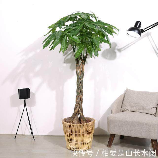 家里养花别乱养花!这4种花养人又镇宅,可惜很多人忽视了!